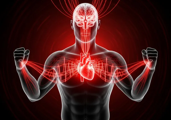 Human body showing internal physiological anger responses