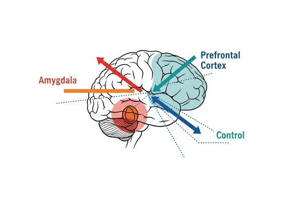 Diagram of amygdala and prefrontal cortex